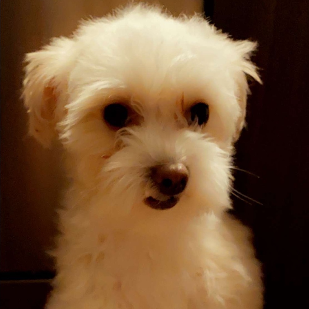 Meet your Posher, Jazz